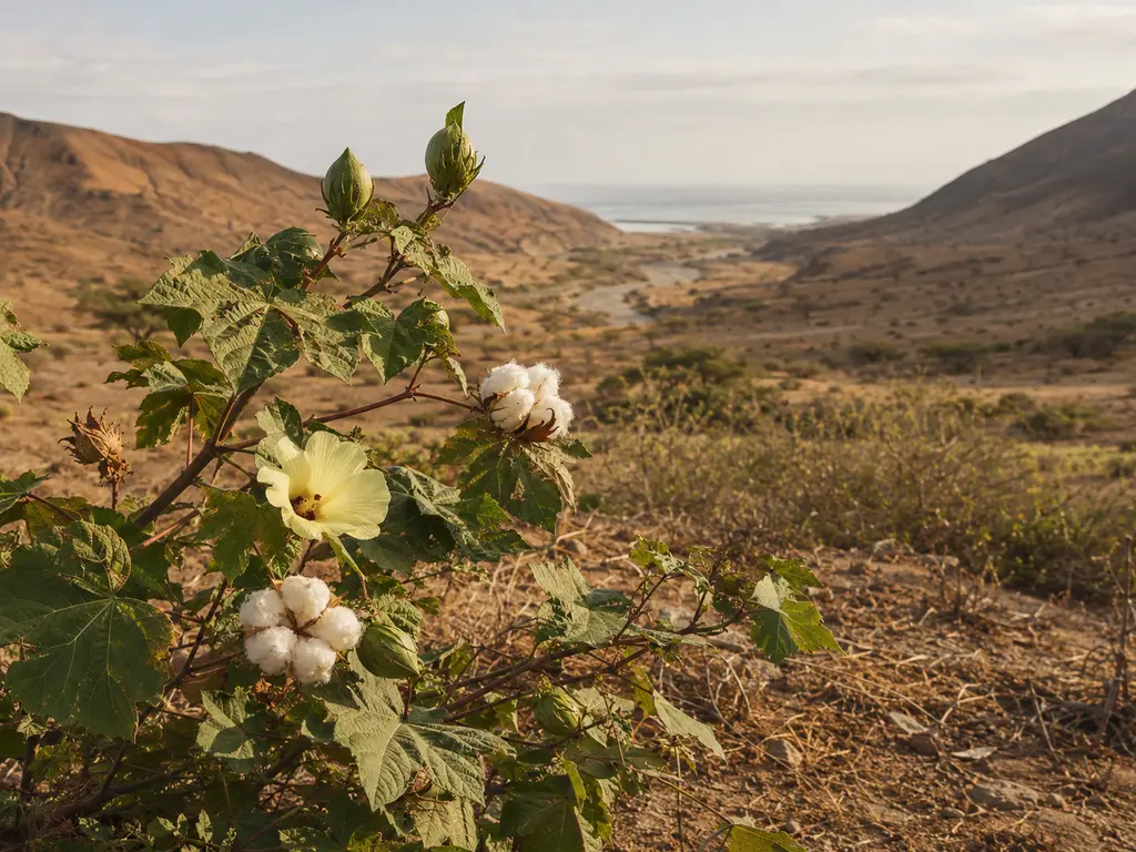 Algodón nativo en el paisaje de la costa norte del Perú